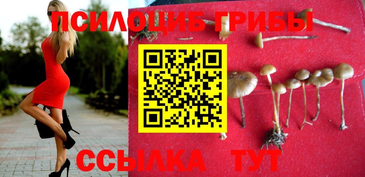 Сосновый Бор  Псилоцибиновые грибы Psilocybe  Вход с VPN 